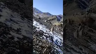 Кабк шикор нав сар шидестай 😉😉