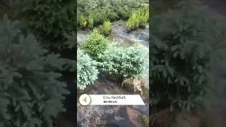 Ель Кейбаб