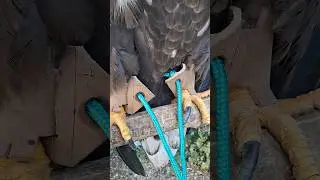 Для чего нужна амуниция 🦅🦅🦅 #орланбелохвост