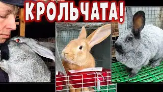 Что и требовалось доказать! Бугаюшечка и Сильва окролились