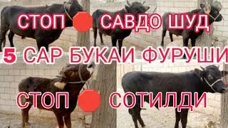 5 САР БУКАИ ФУРУШИ СТОП 🛑 САВДО ШУД СТОП 🛑 СОТИЛДИ