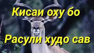 кисаи оҳу бо Расули худо С А В  👉👉👍👍👍👍👍👍👍🔔🔔🔔🔔🔔🔔🔔👈👈👈👈