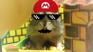 Hamster shakes the beat. Hamster schüttelt den Takt