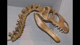 Dorset Dino Museum & County Museum  tour 2017