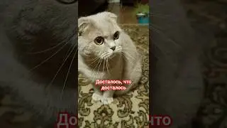 Досталось, что досталось 🤣(соседка Муся) #cat #юмор