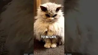 This cat was NOT happy... 😬