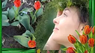 Доброе утро! Тюльпаны - цветы любви Tulips are the flowers of love  Музыка DJ AURM