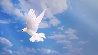 1 Голубь сидит и улетает
