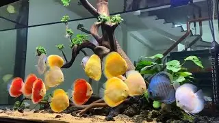 Most Beautiful Discus Fish Tank | Amazing and Expensive Discus Varieties