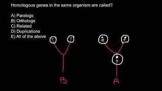 What is the difference between paralogus and orthologus genes?