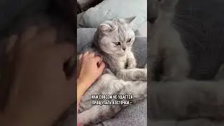 Как понять, что котик жирный 