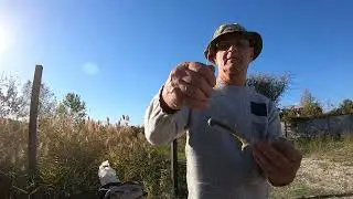 Ловим судака. Веселая рыбалка с друзьями, река Самара 24/10/24     #ловимсудака