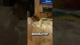 Почему змея никогда не победит в битве с котом #shorts