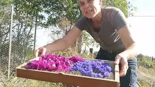 Test du séchoir solaire OMY Solar brother - Process pour sécher les plantes sauvages et médicinales