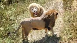 Завтрак с интригами. Часть 1. Львы Тайгана. Breakfast with intrigue. Part 1. Taigan. Lion.