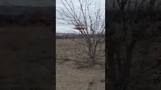 Пение седоголового щегла Исфара