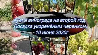 Виноград на второй год.