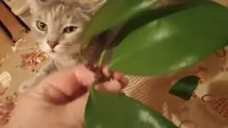 Укоренить  неукореняемое