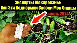Вы Обязаны Узнать Эти Июльские Секреты Подкормки Для Огурцов