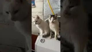 Ждем хозяйку!? #shortvideo #shortsfeed #shorts