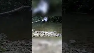 Нападение Сокола На Голубей