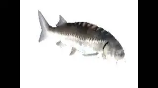fish antiaim