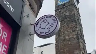 Being a Cool Cat at the Purple Cat Cafe