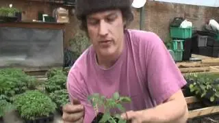 How to Graft Greenhouse Tomatoes