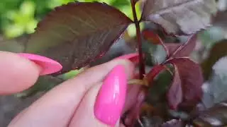 Ждёте ЦВЕТЕНИЕ? А его НЕ БУДЕТ! СРОЧНО обрежьте СЛЕПЫЕ ПОБЕГИ