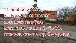 Выставка голубей в г. Богучар 11 ноября 2023г.