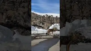 Culpeo spotted along snowy roadside in Maule, Chile