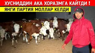 ЯНГ ПАРТИЯ МОЛЛАР КЕЛДИ ХУСНИДДИН АКА ХОРАЗМГА КАЙТДИ ХОРАЗМ БУ́ЙЛАБ ДАСТАВКА !!! ХОРАЗМ БОЗОР