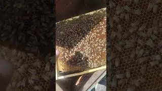 Редко вы где увидите НЕ НА КАЖДОЙ ПАСЕКЕ ТАКИЕ ЕСТЬ ещё БОЛЬШЕ ПЧЕЛИНАЯ МАТКА ОТ БАКФАСТ 😳🐝🐝