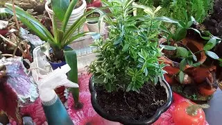 Готовлю растения к зиме