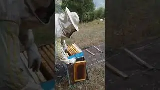 Mjalt bio nga malet e karpenisit.13.08.2021