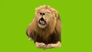 Green Screen - Lion Roaring
