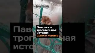 Паводки и трогательная история одного хомяка 