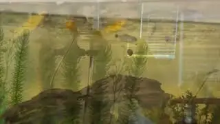 Baby Molly is Getting BIGGER! Feeding my 40 Gallon Fish Tank Guppies, Betta Fish & More