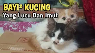 Banyak anak kucing dirumahku | funny cats videos