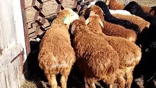 Обзор ягнята 2024 года на продажу /жизнь в деревне /