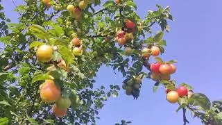 Ləzzət! Alça tam yetişəndə belə olur