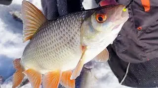 ОЧУМЕЛАЯ ПЛОТВА!!!БЕШЕНЫЙ КЛЕВ НА БЕЗМОТЫЛКУ!! ЛОВЛЯ ПЛОТВЫ НА МОРМЫШКУ!