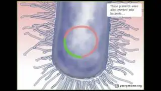 How the Human Genome was sequenced