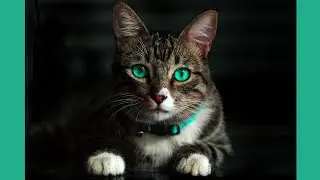 SEVİMLİ KEDİLER cute cats