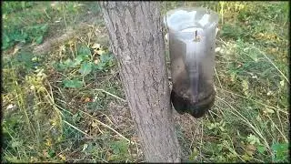 Пчелиные волки или шершни. Ч.1. Пчеловодство.