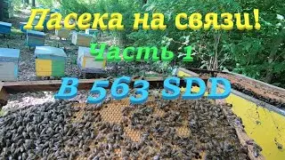 ✅ Двух рамочный отводок пчел В563 SDD как развился без вмешательства пчеловода! #ПЧЕЛОВОДСТВО1