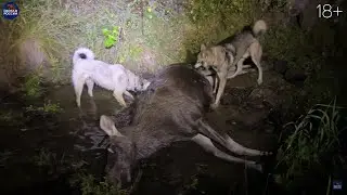 ДОБЫЛ МЯСА на ГОД! Подъёмы: ЛОСЬ, МЕДВЕДЬ, КАБАН за одну охоту!