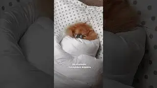 ФОТО, що ПІДКОРИЛО СВІТ 🐶