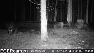 Кабаны. Вечерние развлечения )Всегда свежие фото и видео с фотоловушек Егерькам.
