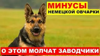 МИНУСЫ НЕМЕЦКОЙ ОВЧАРКИ - ОБ ЭТОМ МОЛЧАТ ЗАВОДЧИКИ. НЕМЕЦКАЯ ОВЧАРКА ВСЕ О ПОРОДЕ.